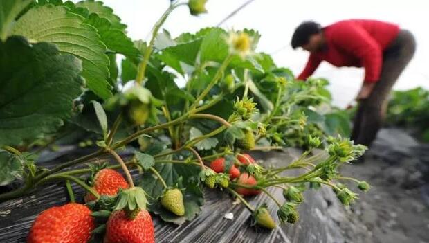 太陽能發電可以有效地消毒草莓溫室
